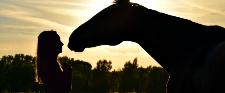 5 Gründe, warum Yoga der perfekte Zusatzsport für Reiter ist 5 Gründe, warum Yoga der perfekte Zusatzsport für Reiter ist