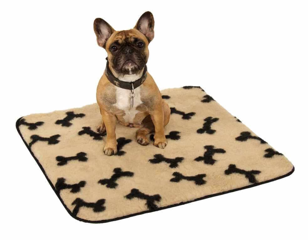 Doga: Yoga mit dem Hund - alles was Du wissen musst - yogabox