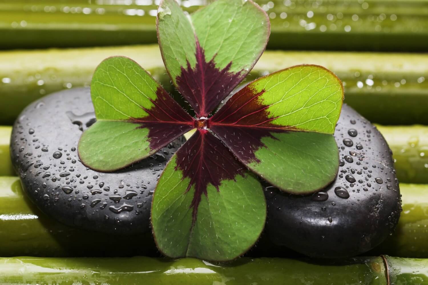 four-leaf-clover-3589385_1920