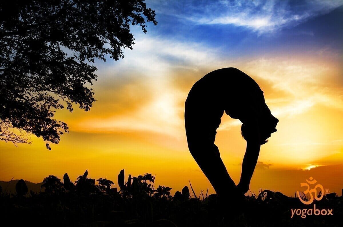 Tiriang Mukhottanasana - Die Meisterpose für Erleuchtung suchende - yogabox