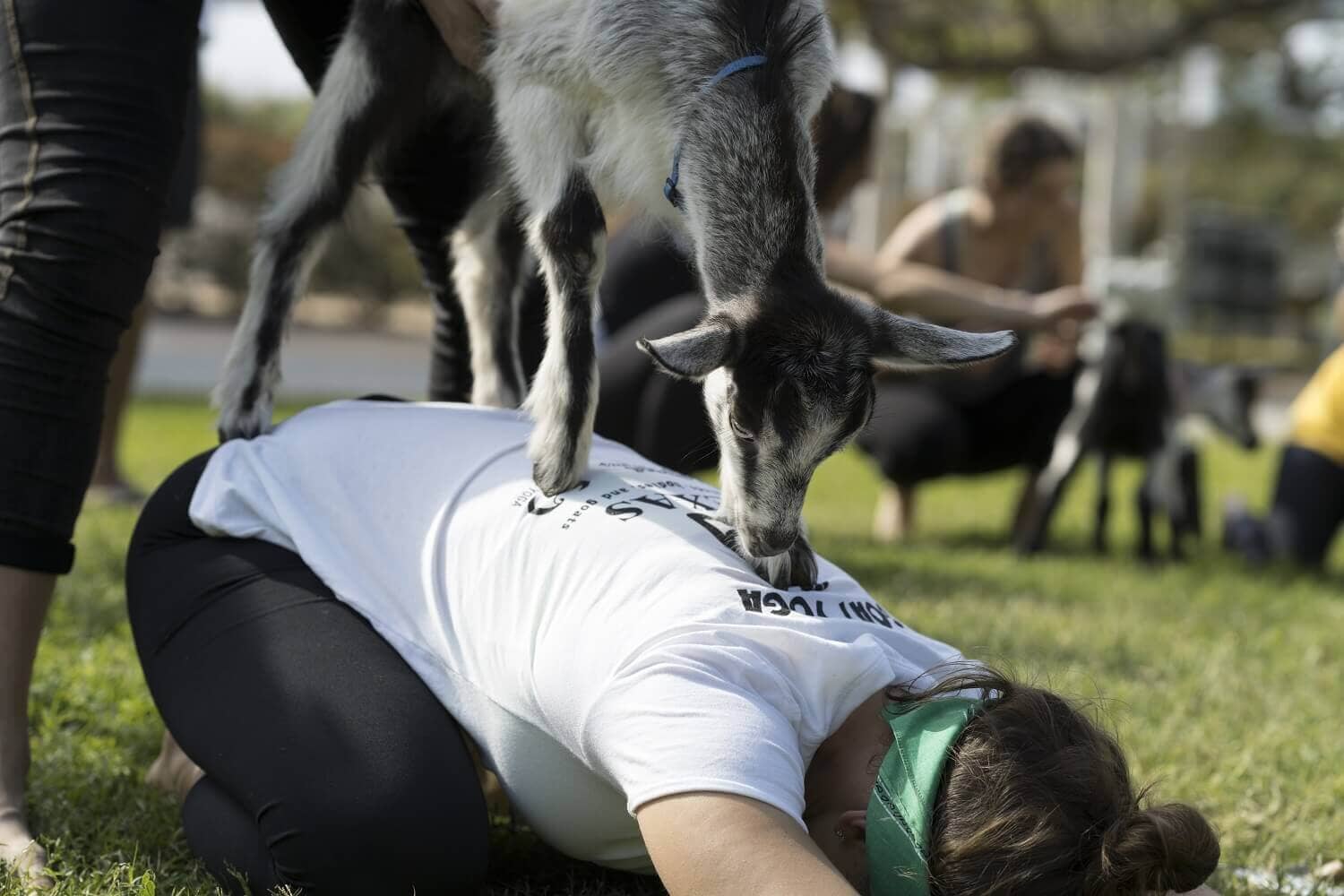 Yoga mit Ziegen – was erwartet Dich?